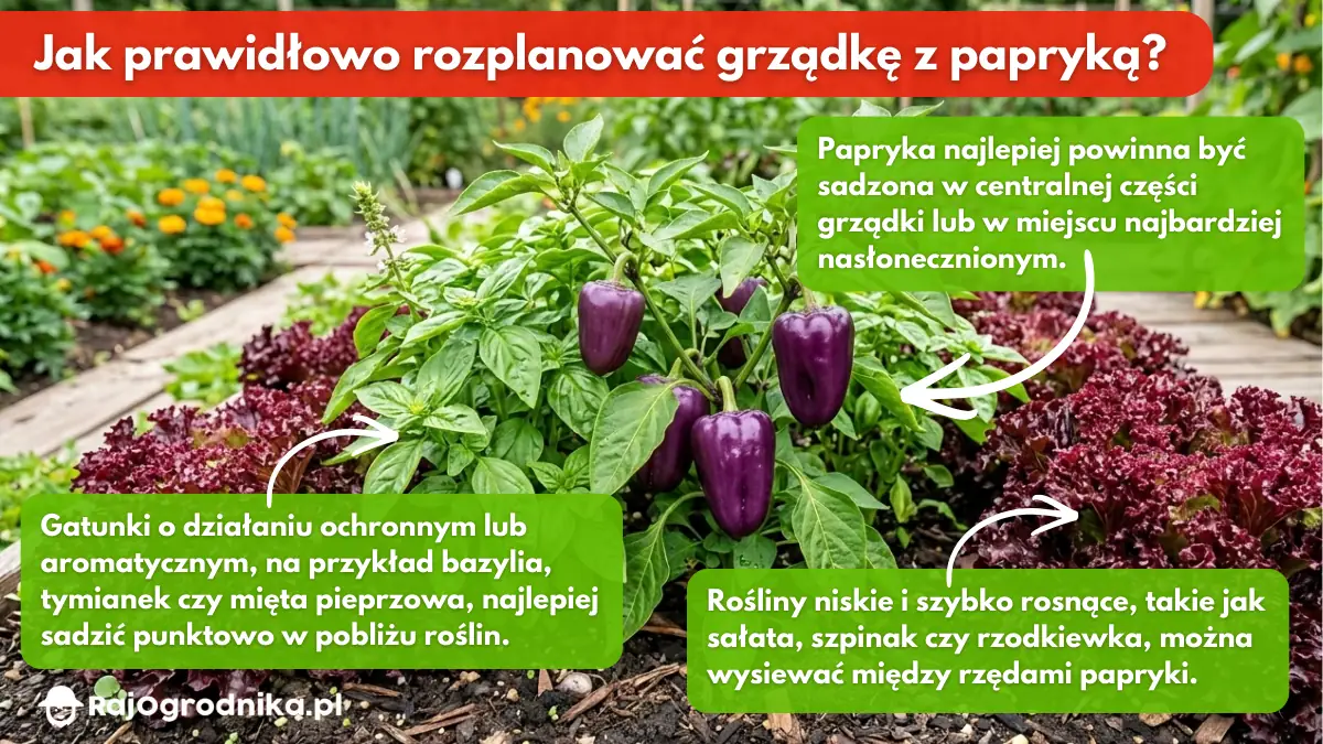 Jak-prawidłowo-rozplanować-grządkę-z-papryką-uprawa-współrzędna-blog-rajogrodnika
